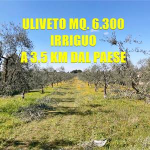 Terreno Agricolo In Vendita a Corato